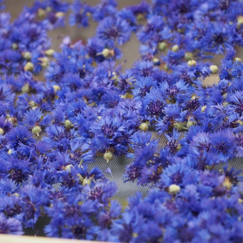 Kornblumenblüten