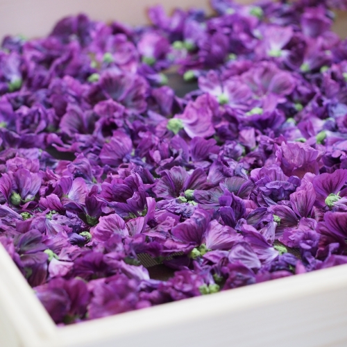 Malvenblüten