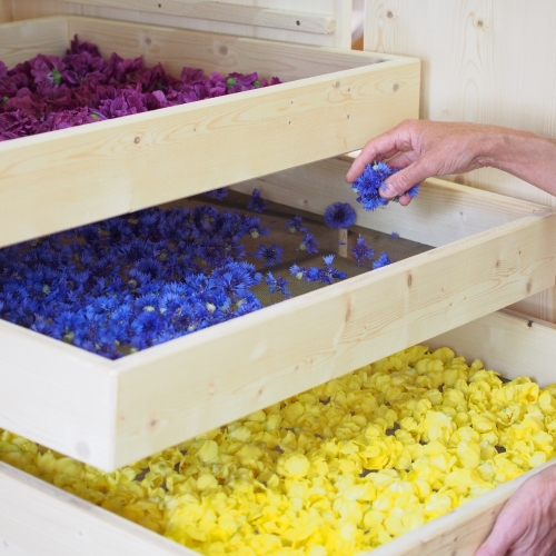 die Blüten auslegen