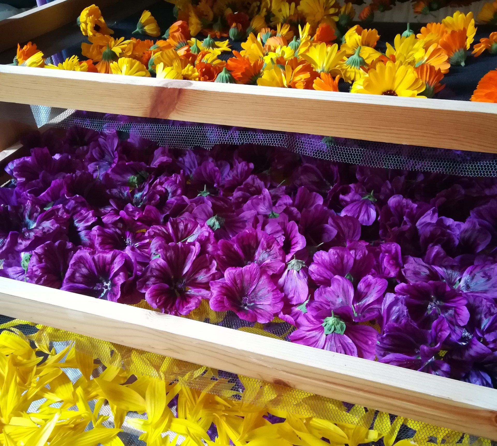 Blüten Kräuter handgeerntet Blüten | Kräuter | handgeerntet