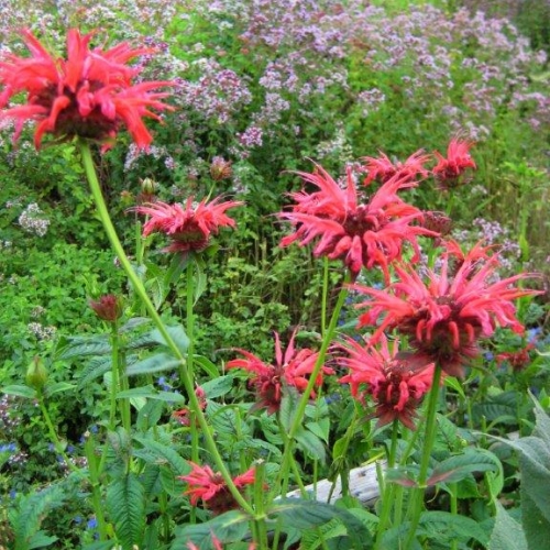 Monarde Monarde
