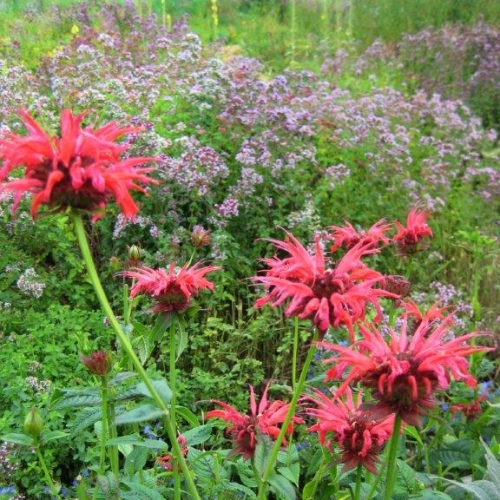 Monarde