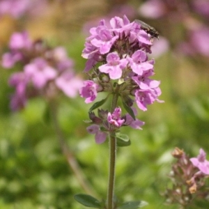 Oregano
