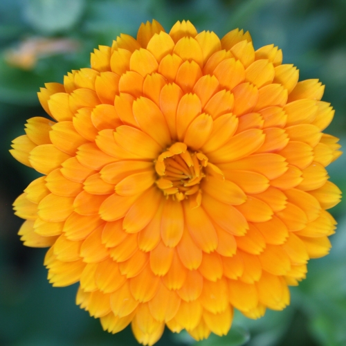 Ringelblume