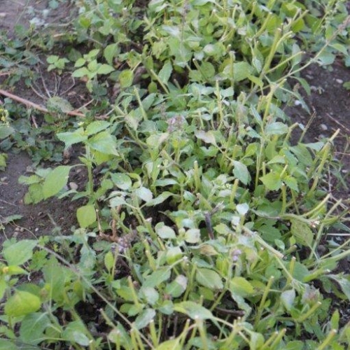 Tulsi Basilikum