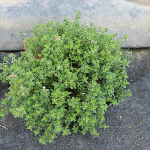 Zitronenthymian